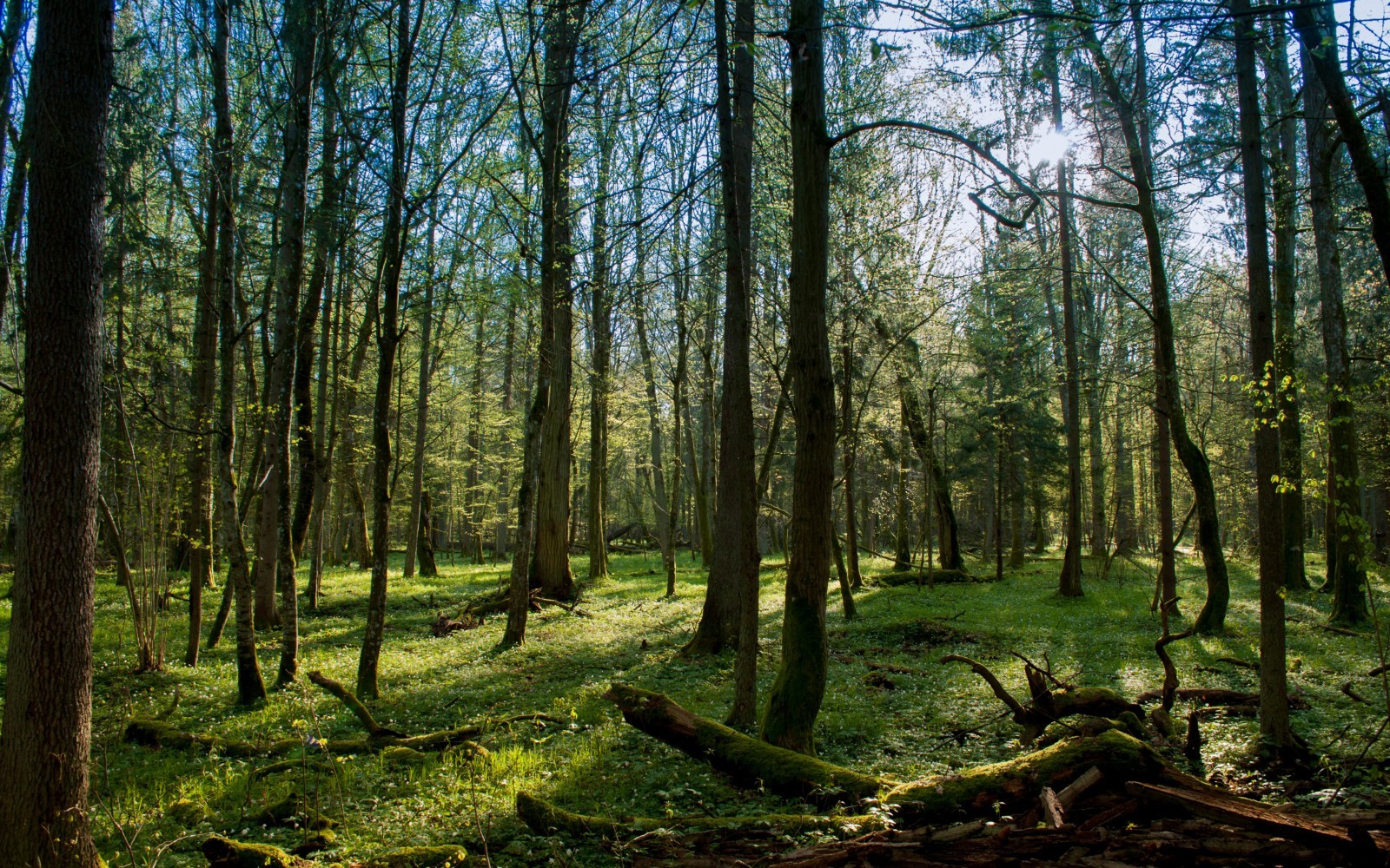 Беловежская пуща лес